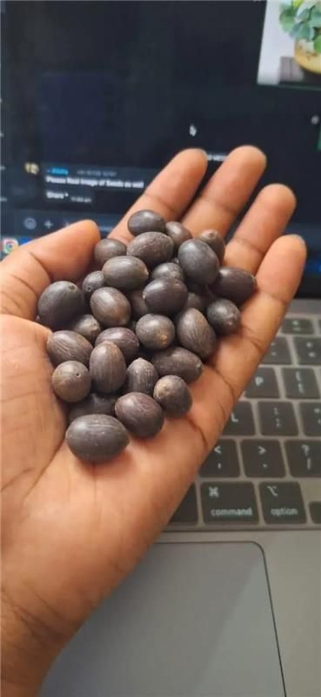 Hand holding a small pile of dark brown beans in front of a laptop screen.