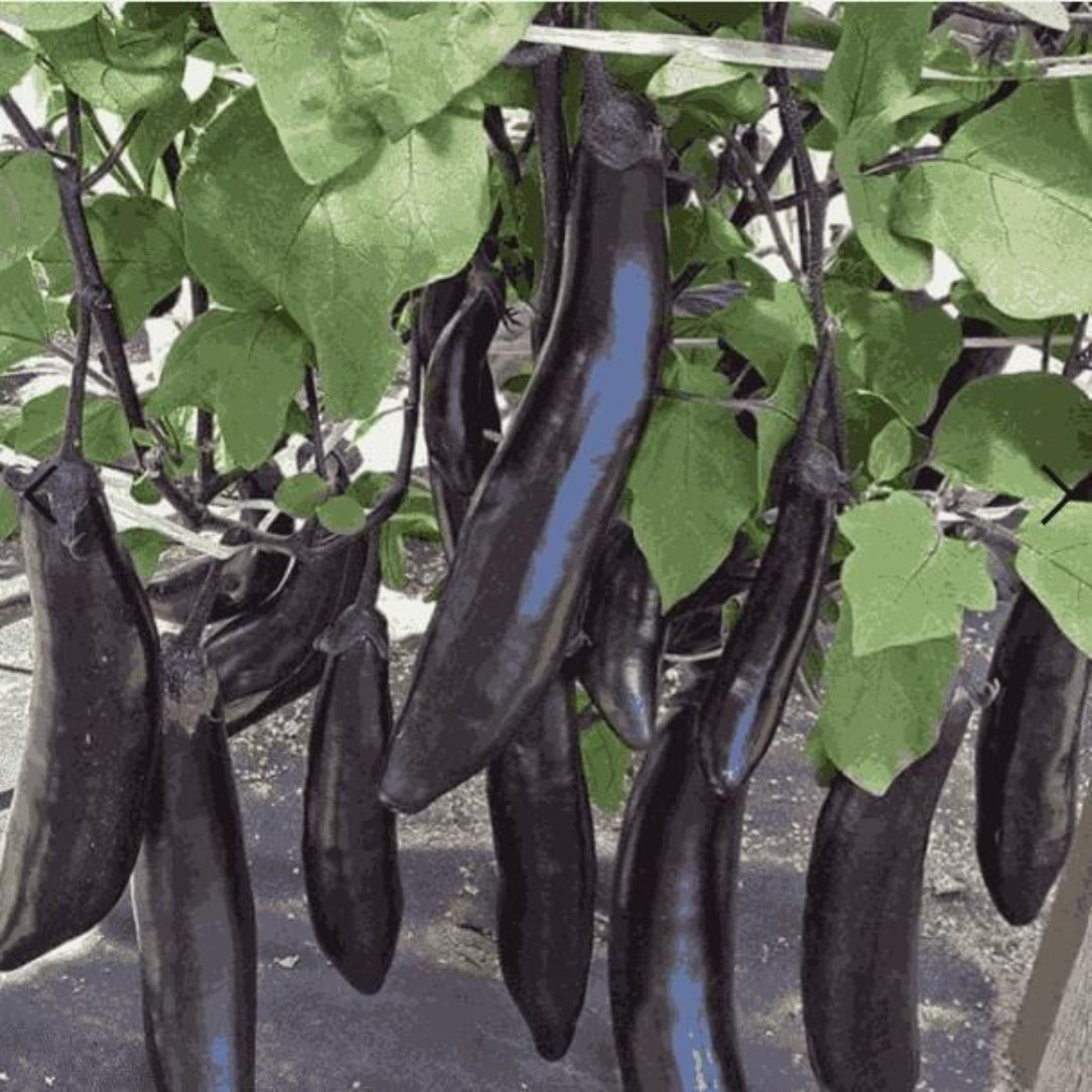 Ripe eggplants hanging from a plant with green leaves.