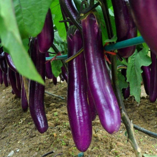 A garden with mature eggplants hanging from the plants, showcasing their deep purple color.