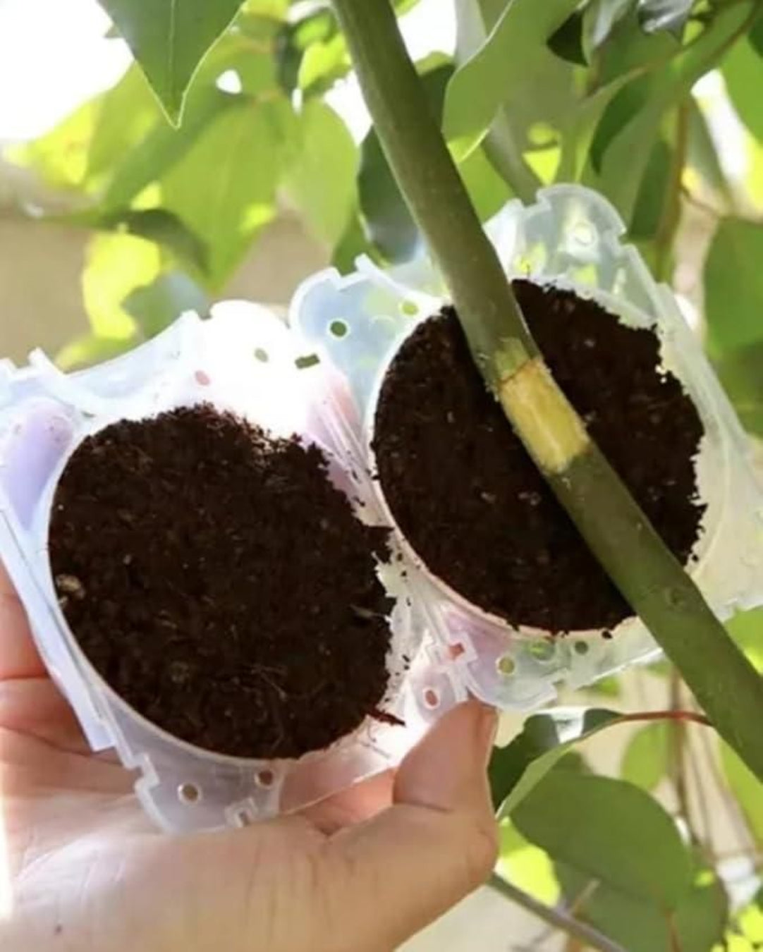 Two small pots with soil and a green stem held by a hand against a blurred green background