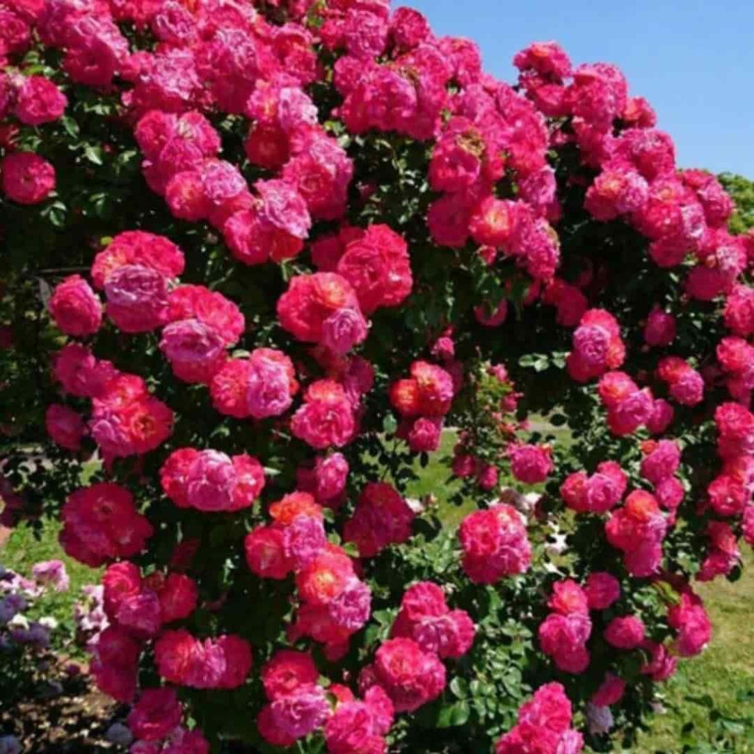 Bouquet of pink flowers with a clear blue sky in the background