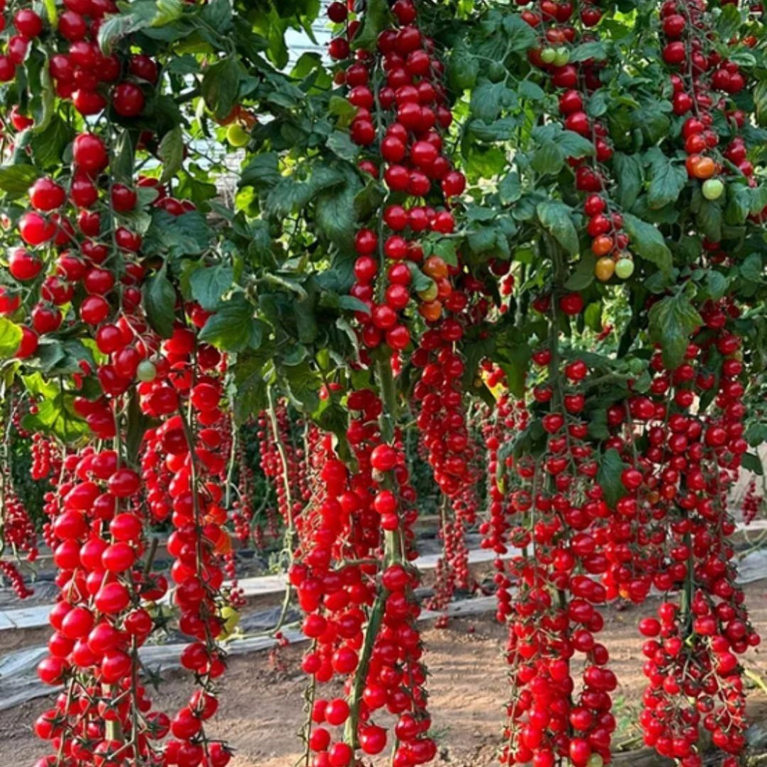 A garden displaying numerous vibrant red tomatoes hanging from the branches under green foliage.