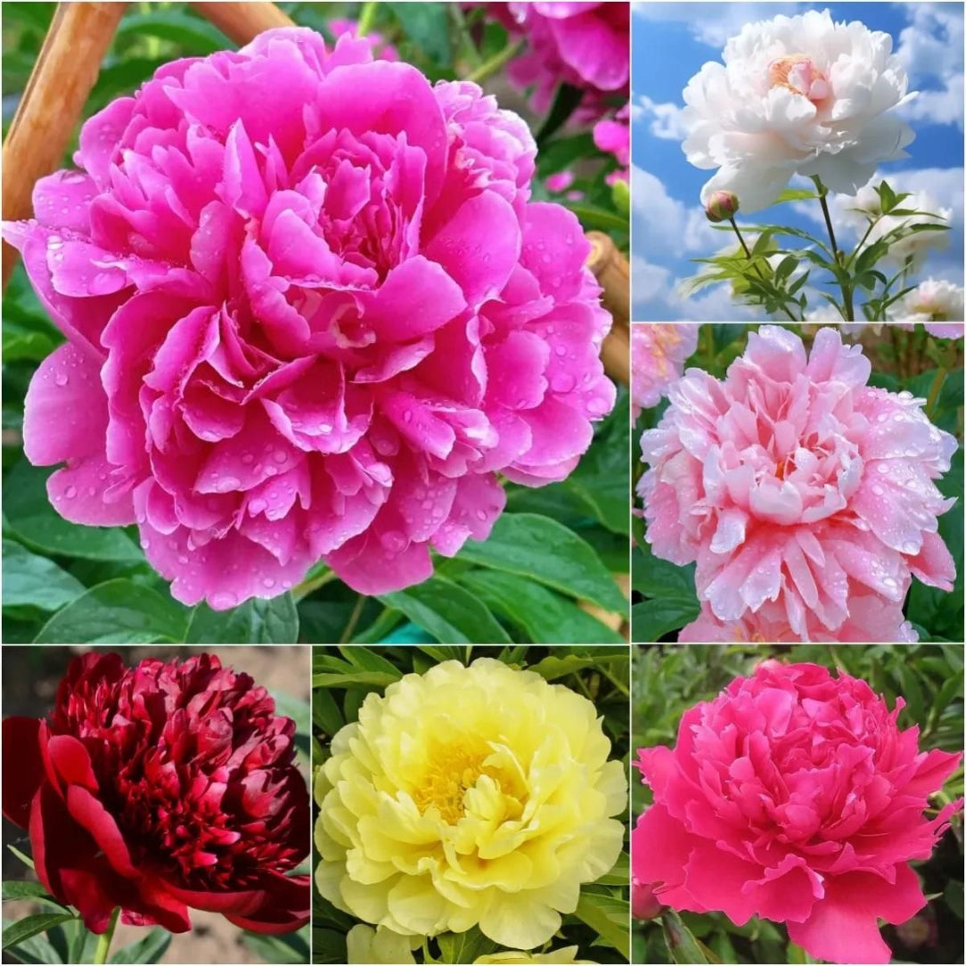 Collage of pink, white, red, and yellow peony flowers with green leaves.