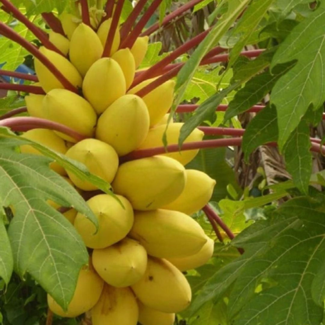 Bunch of yellow fruits on a tree with green leaves
