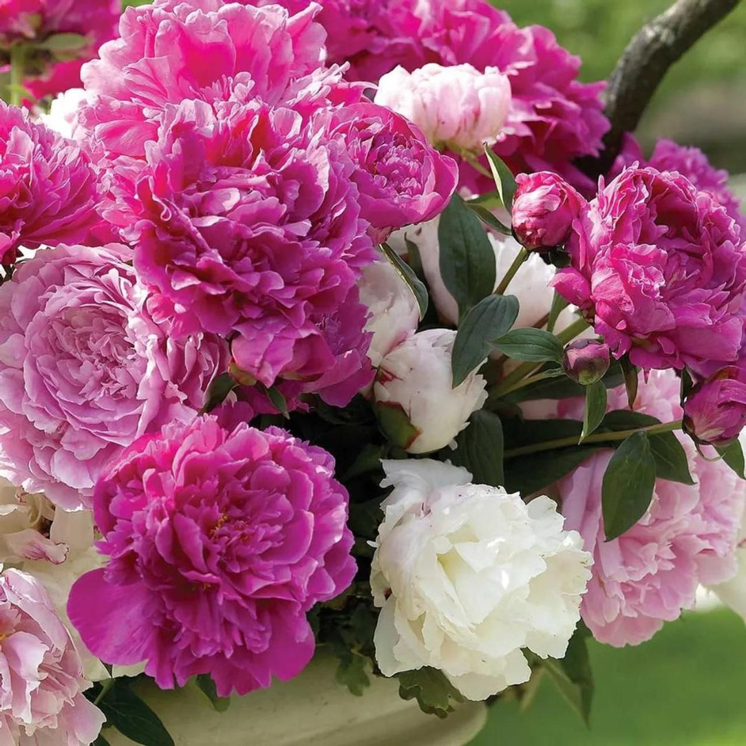 Bouquet of pink and white flowers with green leaves on a blurred natural background