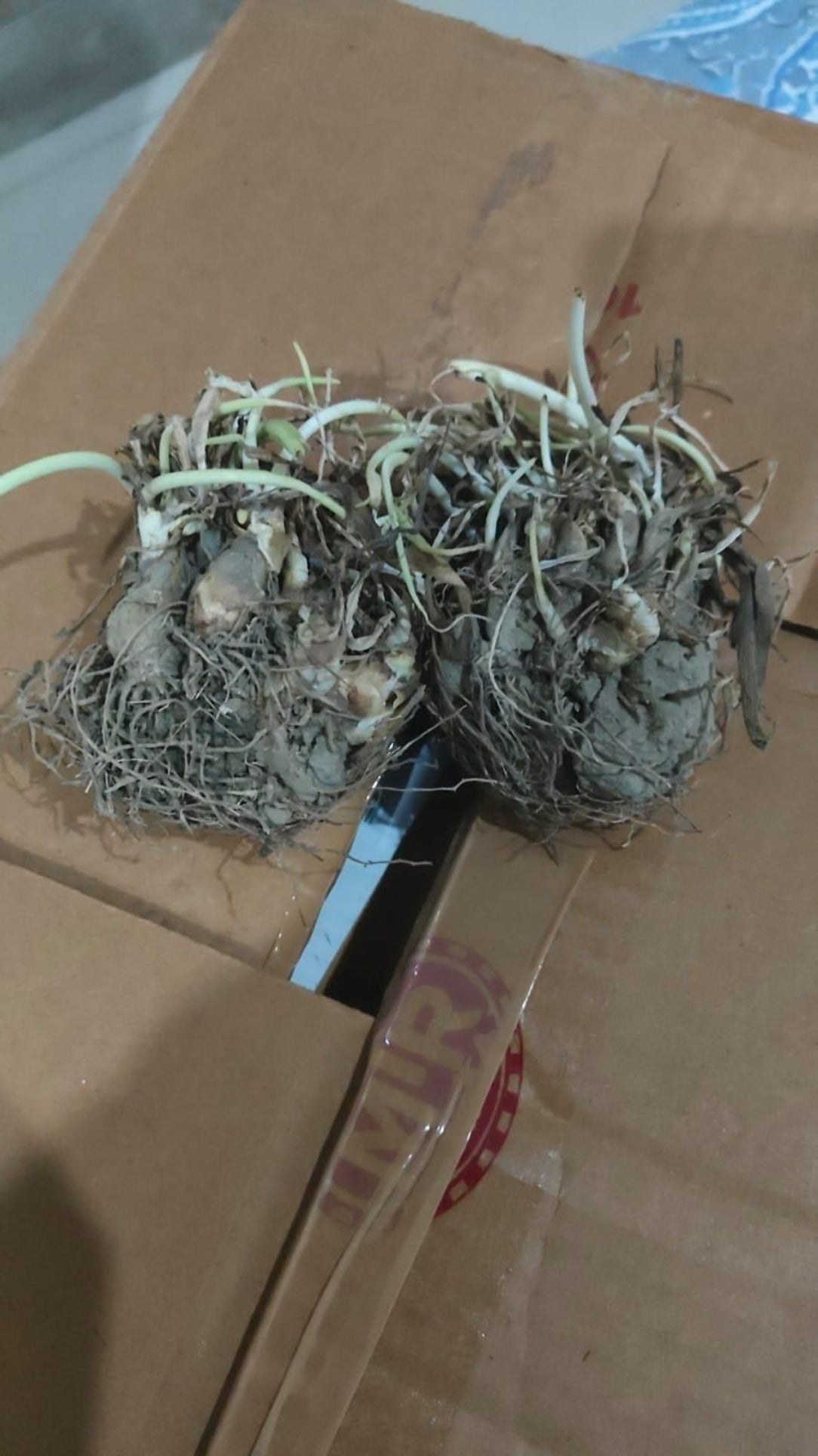 Small plants with roots on a brown cardboard box