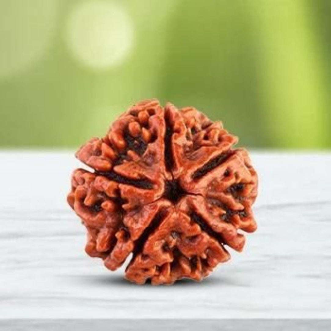 Brown rudraksha seed on a white surface with a blurred green background
