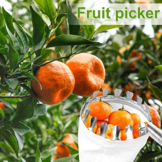 Fruit picker tool with oranges on a tree