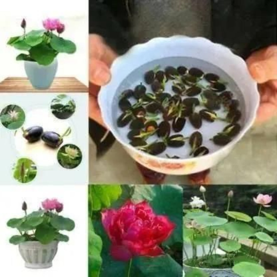Collage of images showing lotus plants and seeds, with a focus on the growth process.