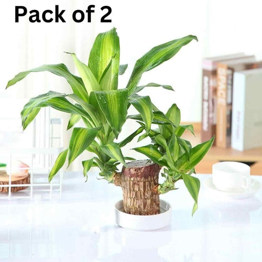 A pack of two mini home plants with green leaves in a white pot and a wooden trunk, set against an indoor background.