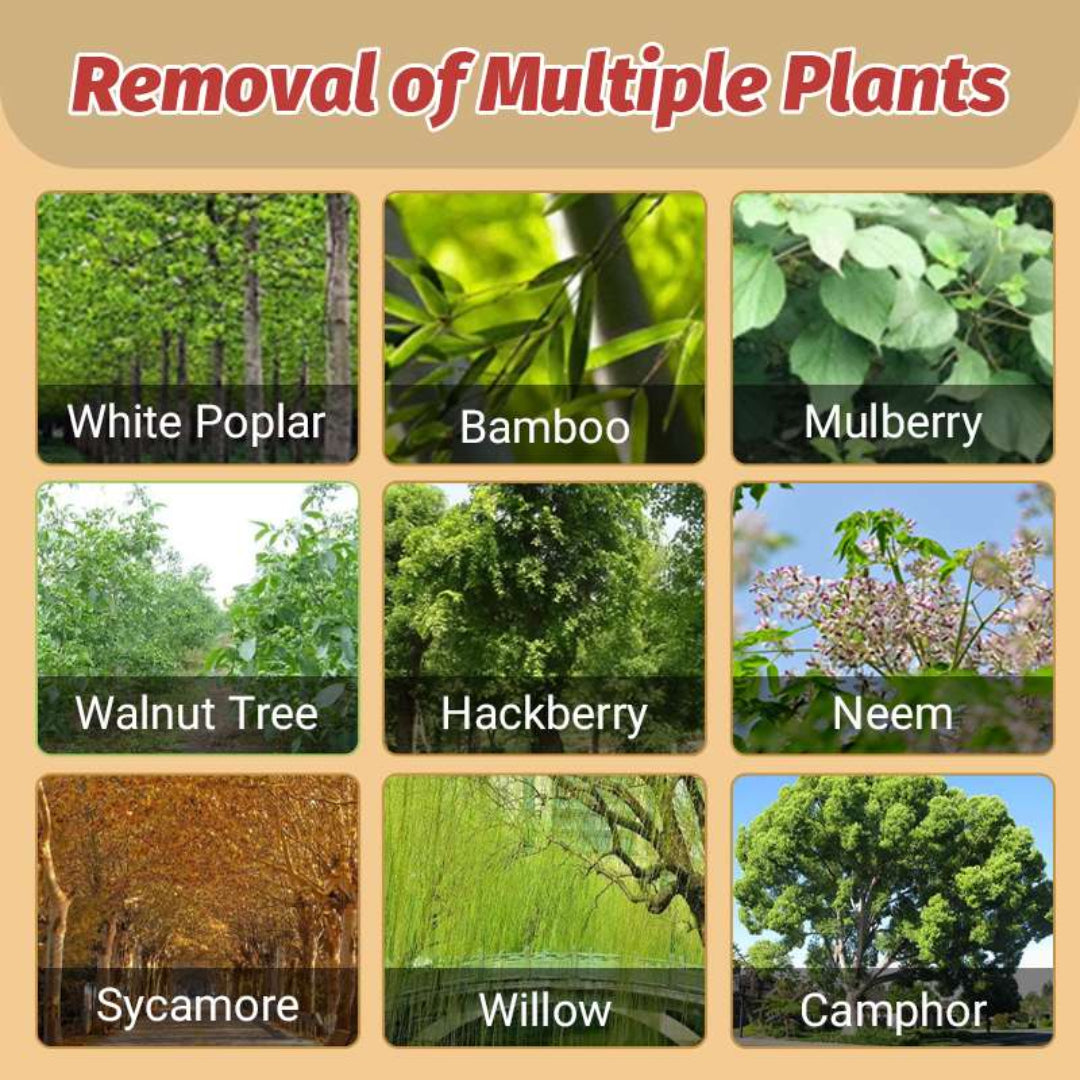 Grid of images showing different types of plants with labels on a beige background.