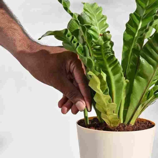 A person's hand placing a green fertilizer stick into a white pot filled with soil, with a large green leafy plant beside it.
