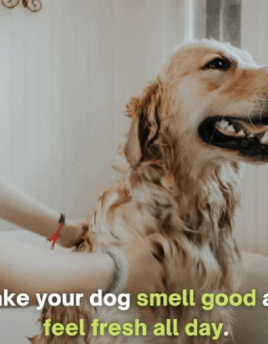 Anti-Itch Dog Shampoo Ditch to Itch ( Buy One Get One Free ) .