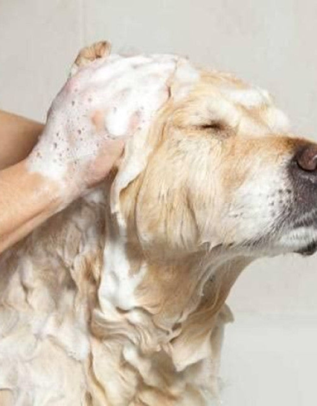 Anti-Itch Dog Shampoo Ditch to Itch ( Buy One Get One Free ) .