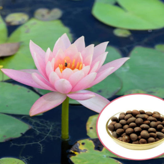Lotus Flower Seeds For Home Garden Planting (Pack Of 100) .