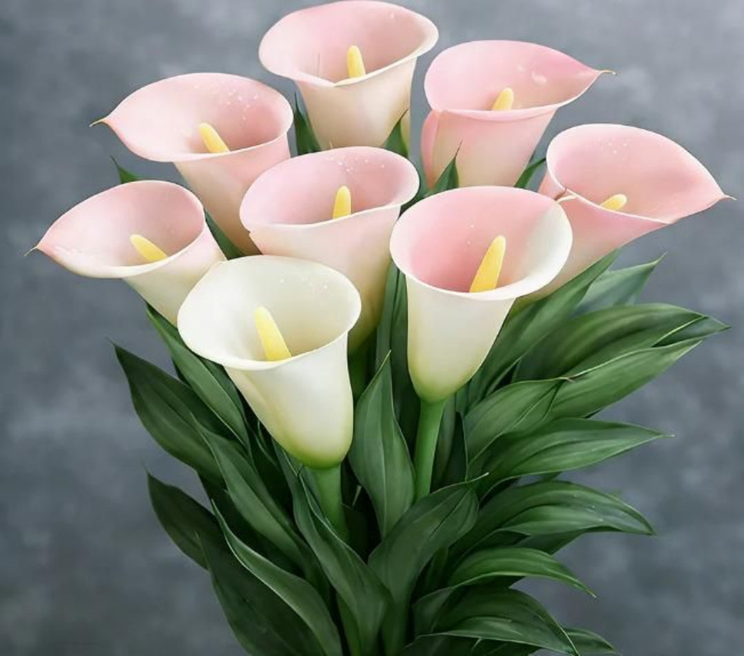 Bouquet of pink and white calla lilies on a gray background
