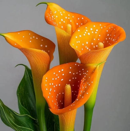 Orange flowers with white spots on a gray background