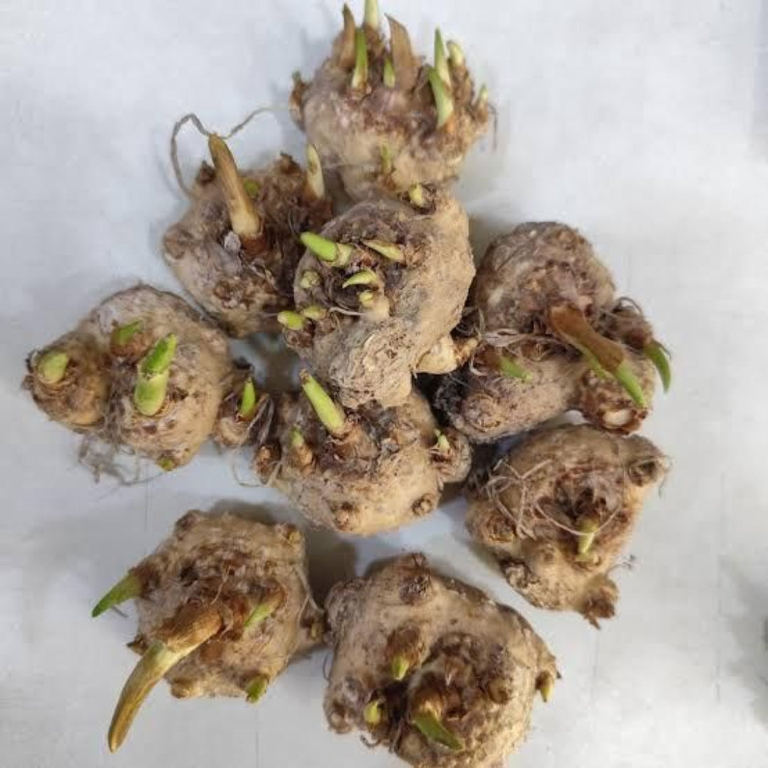 Cluster of plant bulbs with green shoots on a white background