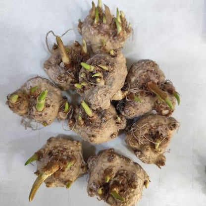 Cluster of plant bulbs with green shoots on a white background
