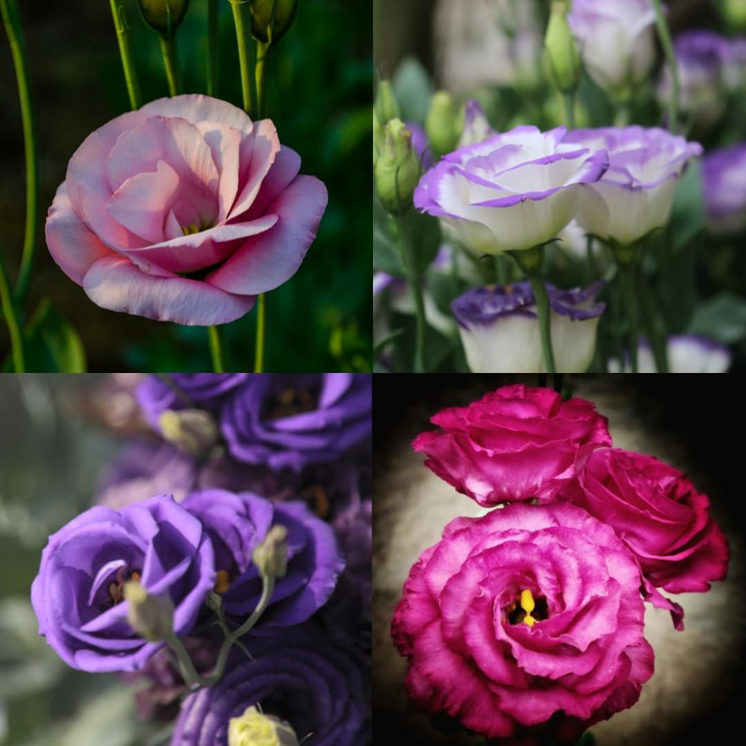 Collage of four images featuring pink, white, purple, and pink flowers.