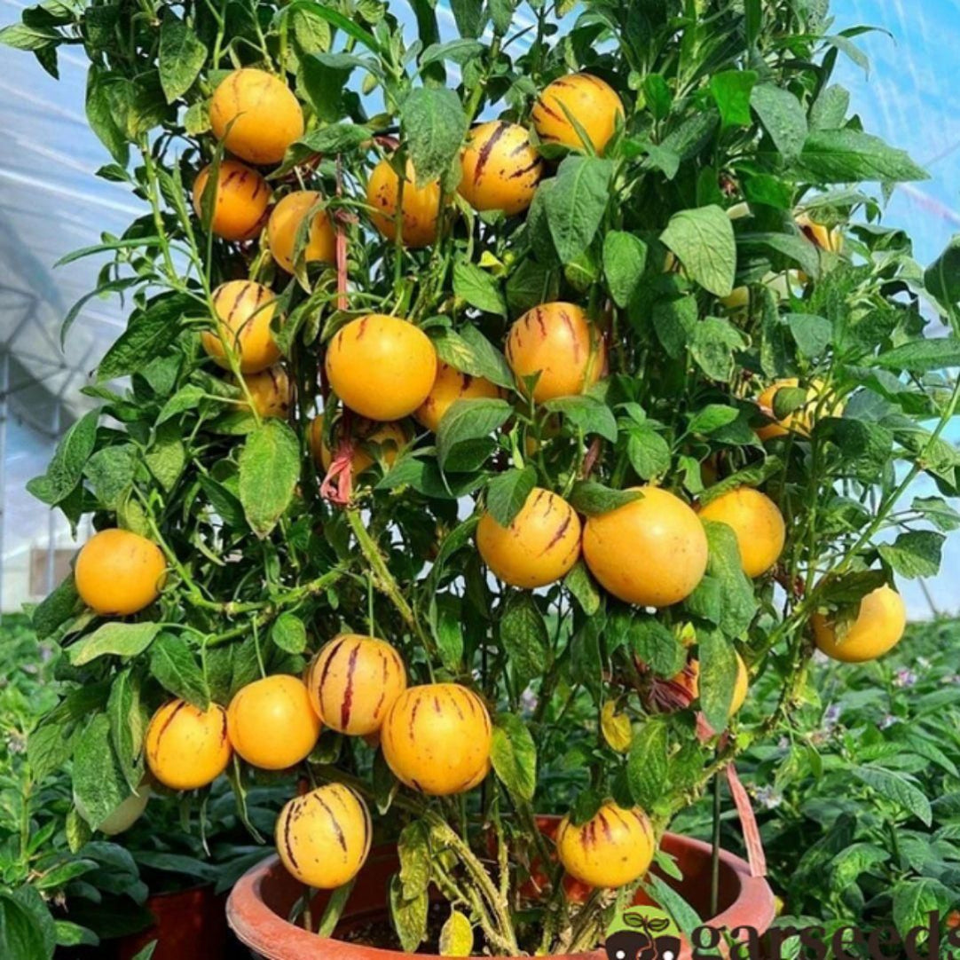 Potted plant with yellow fruits and green leaves