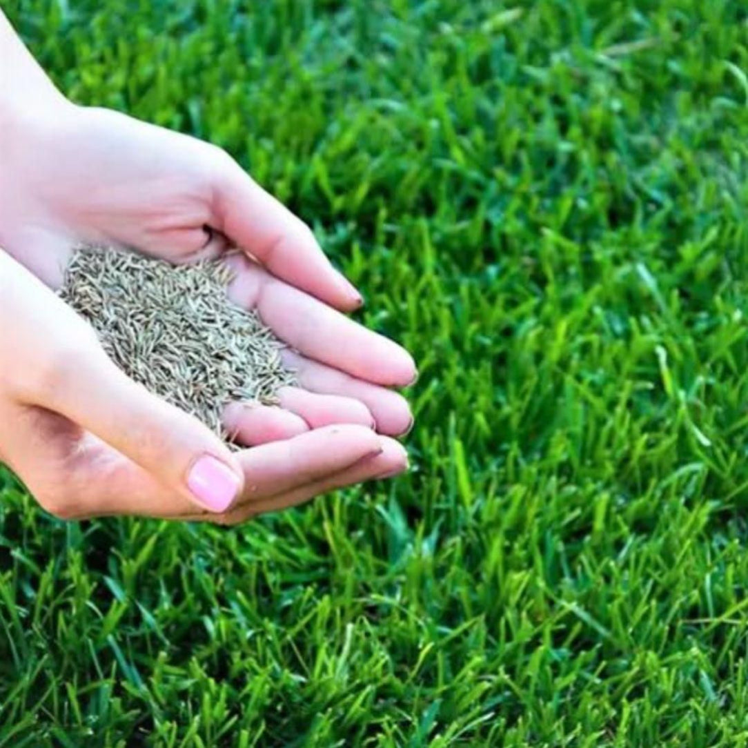 Hand holding grass seed in front of a green grass background