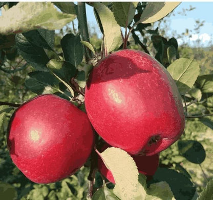 Two red apples hanging from a tree with green leaves.