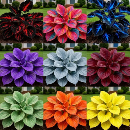 Collage of various hosta plants with different colored leaves.