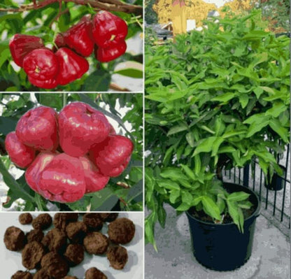 Collage of red fruits, green plant, and brown seeds.