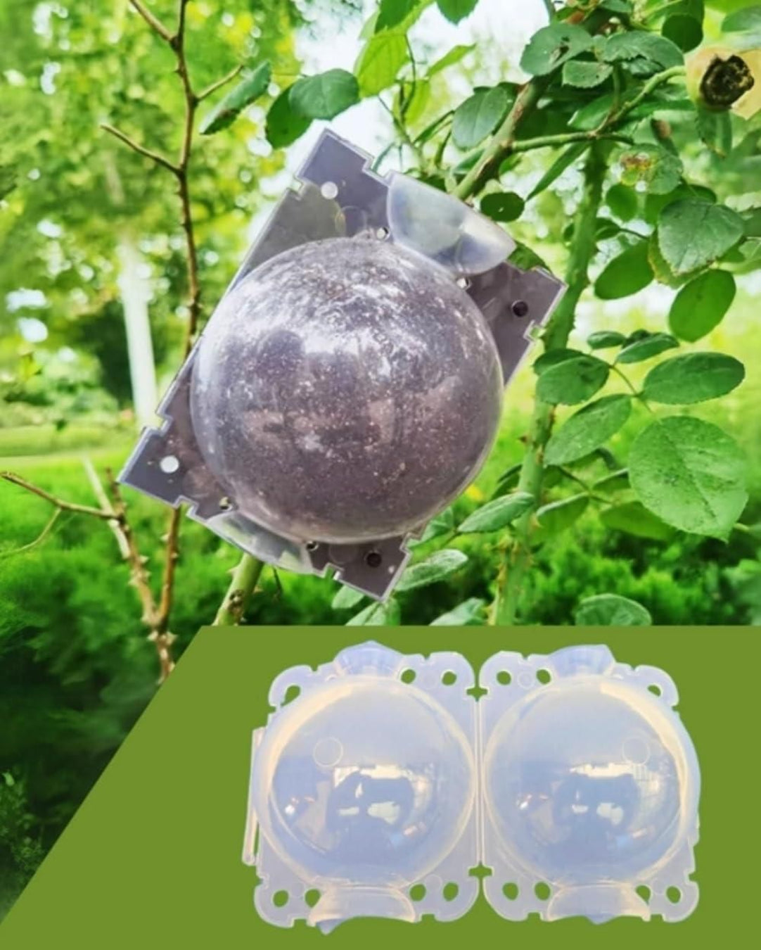 Clear plastic ball with a black object inside, attached to a tree branch with green leaves.