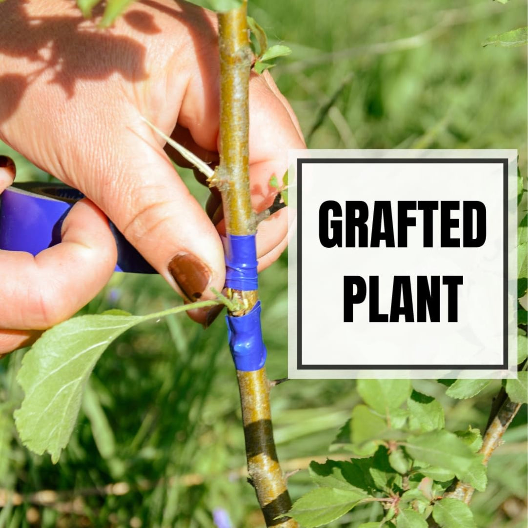Hand grafting a plant with a label 'Grafted Plant' on a natural background
