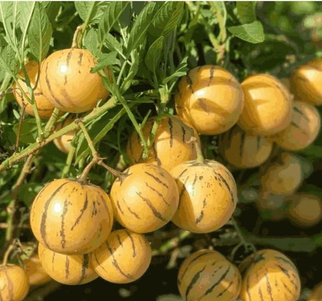 Yellow tomatoes with black stripes on a green plant