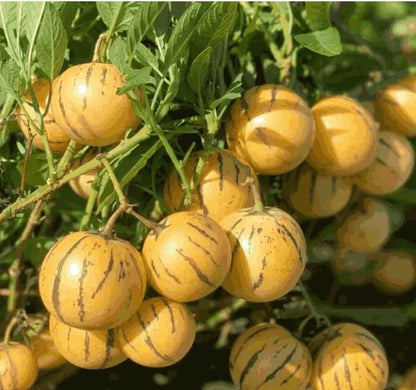 Yellow tomatoes with black stripes on a green plant