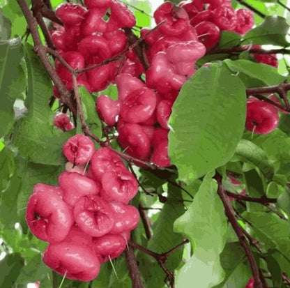 Close-up of pink fruits on a tree branch with green leaves