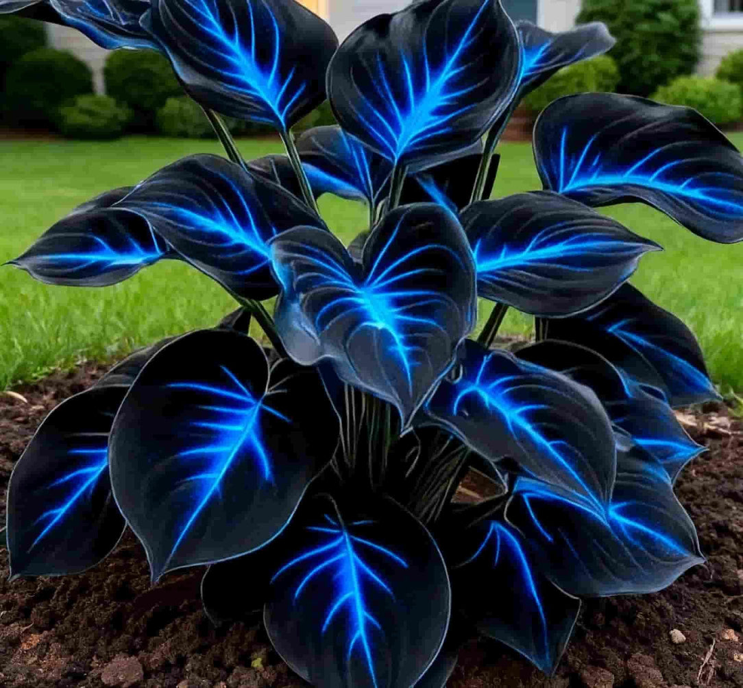 Plant with dark leaves and blue veins against a grassy background