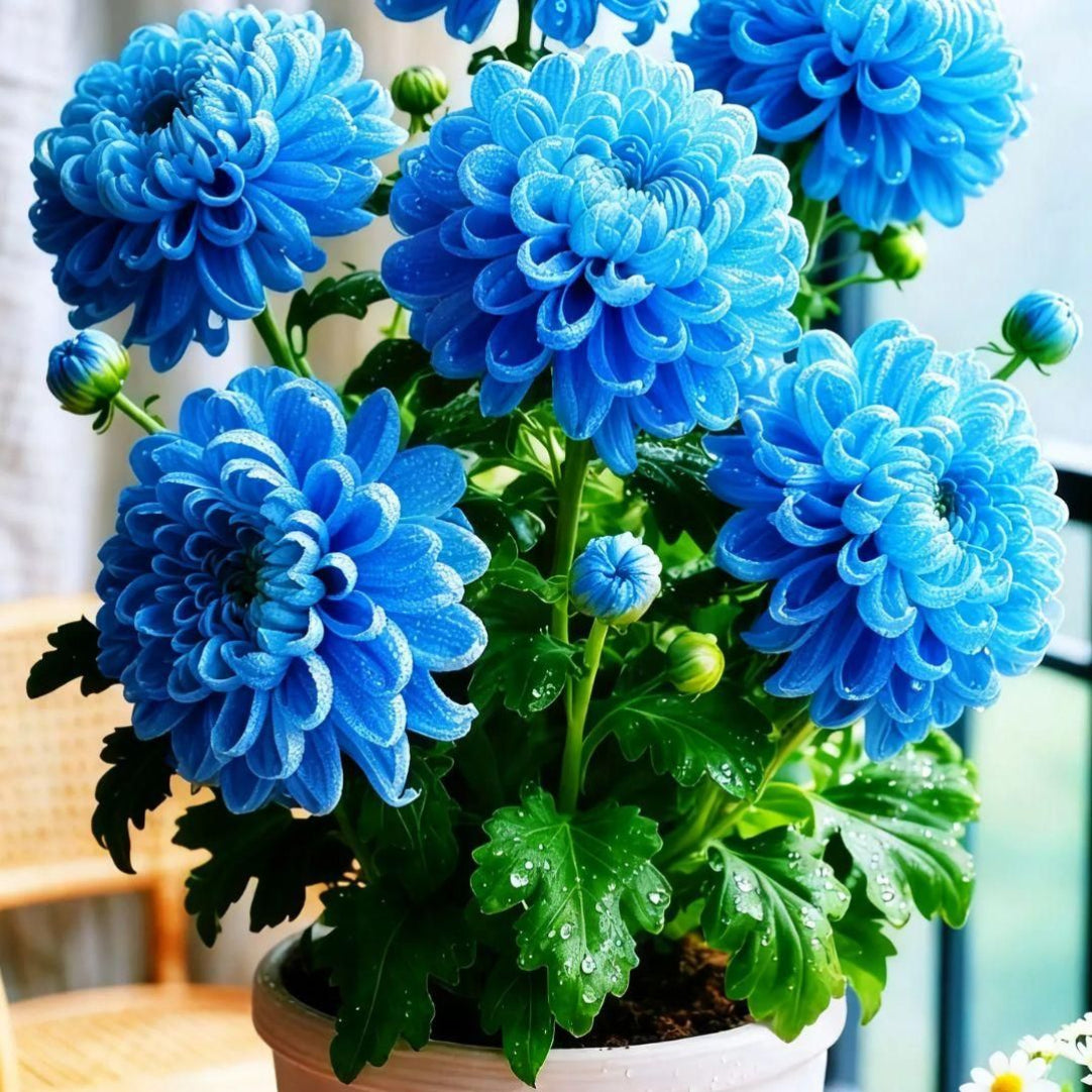 Potted plant with blue flowers and green leaves