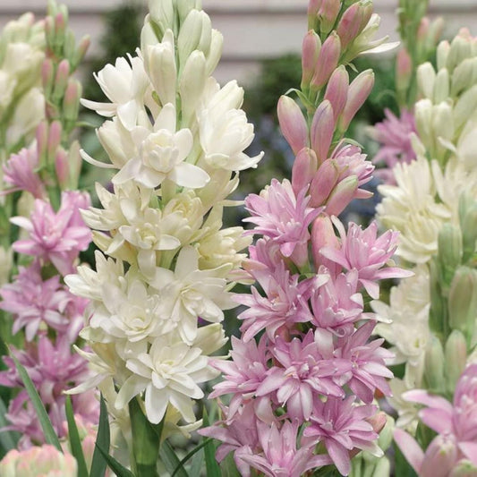 Close-up of white and pink flowers with a blurred background