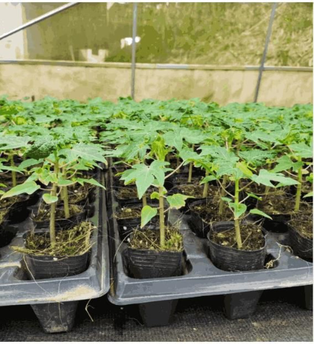 Row of young plants in black pots on a tray in a greenhouse setting.