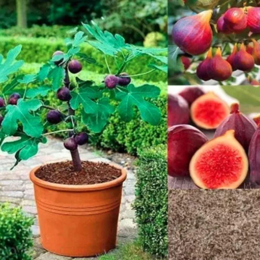 Collage of a potted fig plant with fruits, whole figs, and a sliced fig.