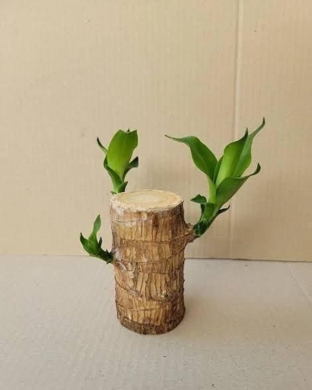 Bamboo plant in a wooden stump pot on a plain background