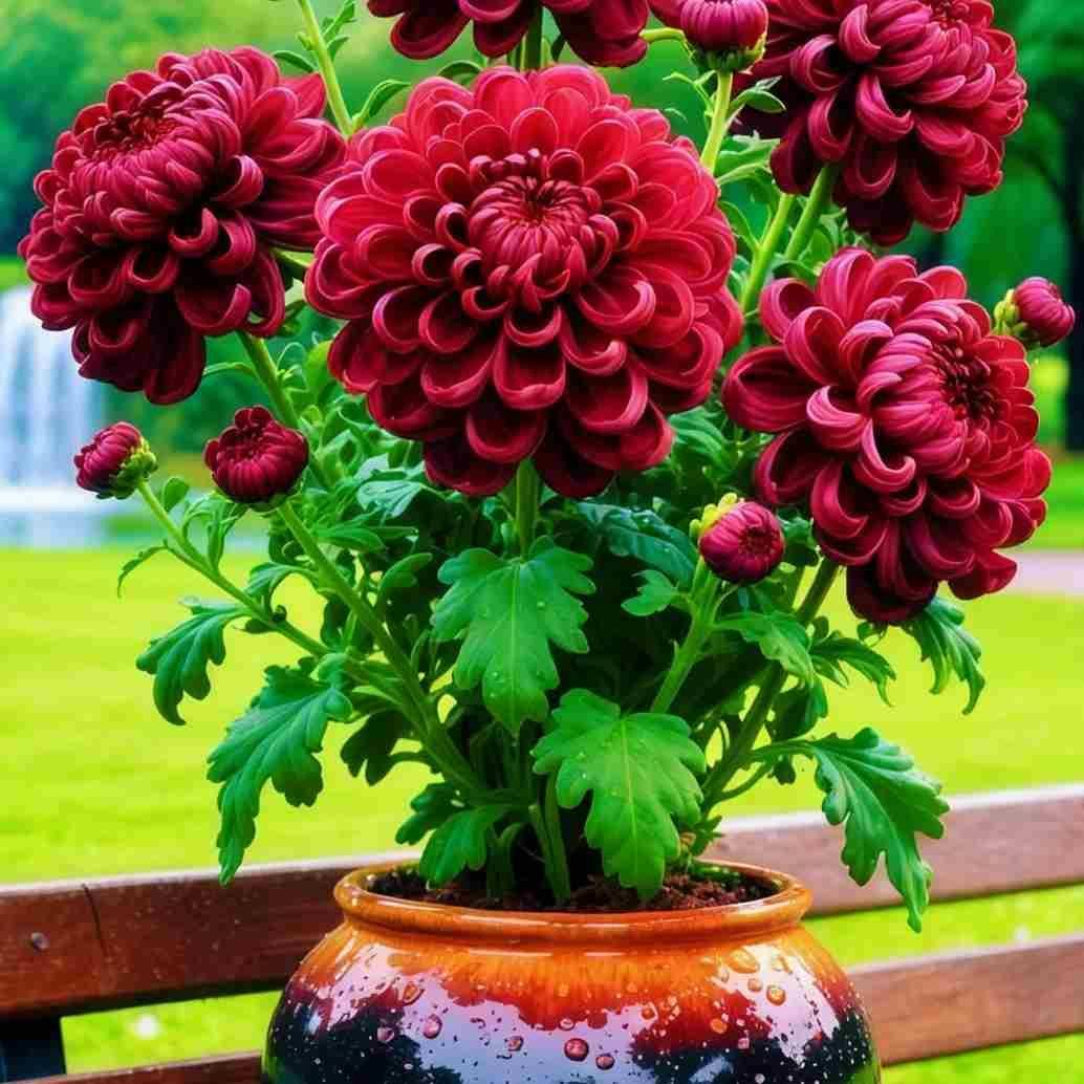 Potted plant with red flowers and green leaves on a wooden bench