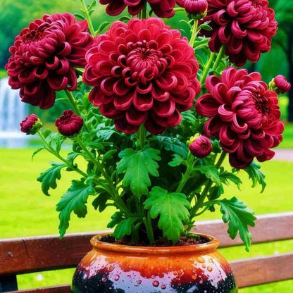 Potted plant with red flowers and green leaves on a wooden bench