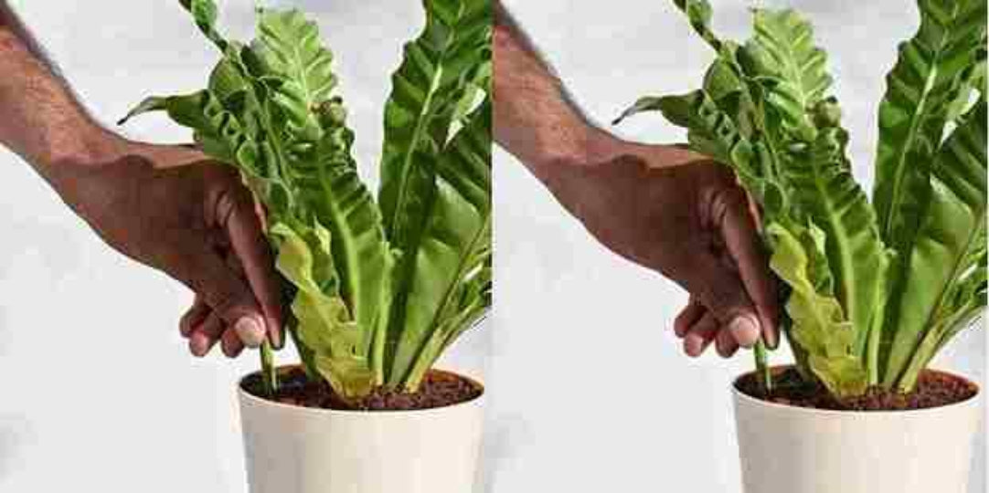 A hand inserting a green fertilizer stick into the soil of a potted plant.