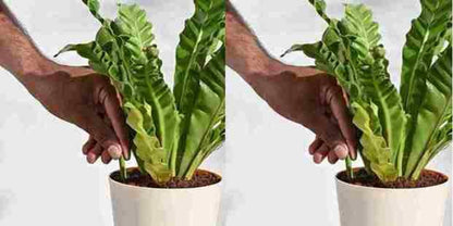 A hand inserting a green fertilizer stick into the soil of a potted plant.