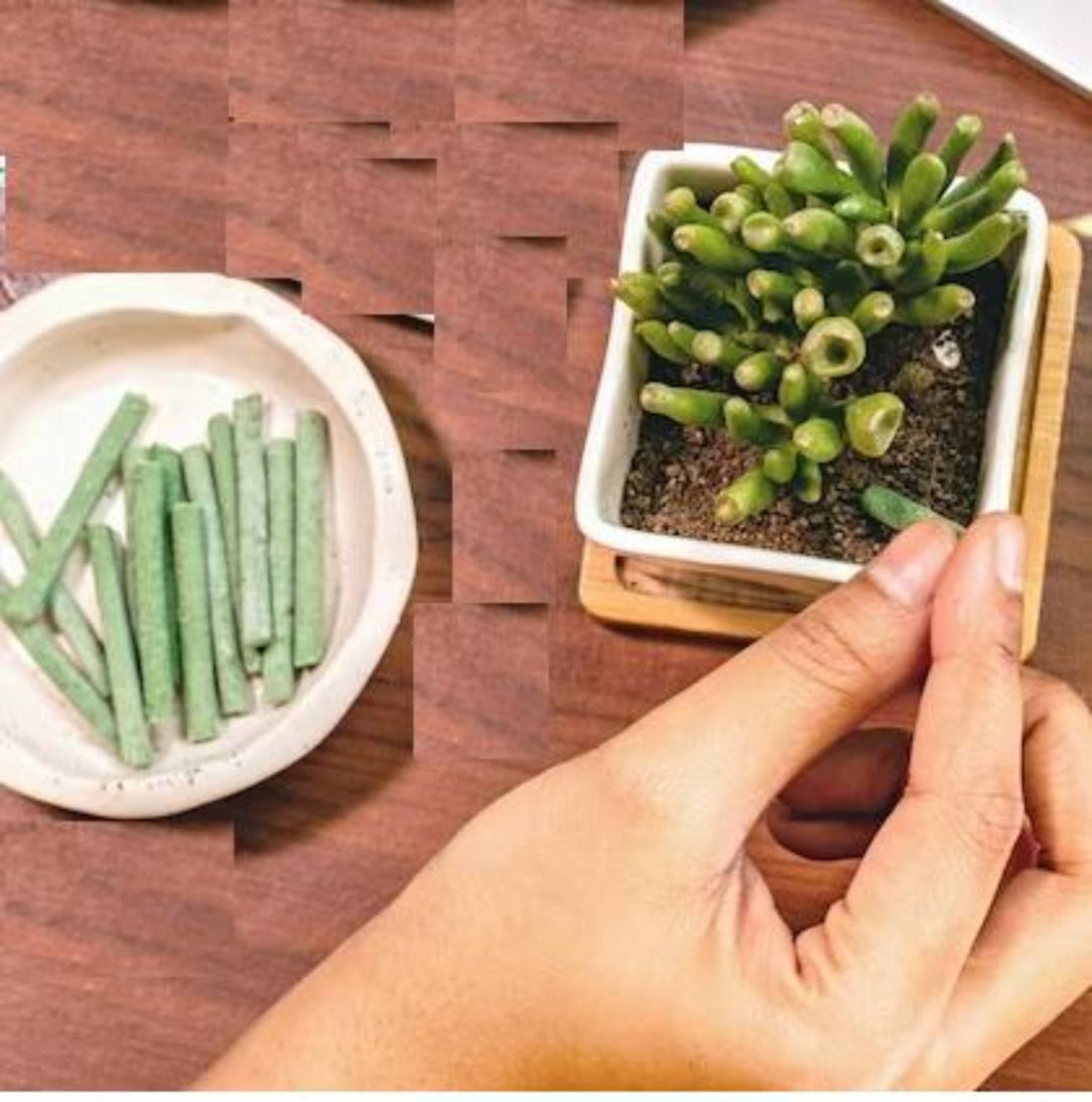 Collage of green beans in a bowl, a hand holding a small plant, and a potted plant on a wooden surface.
