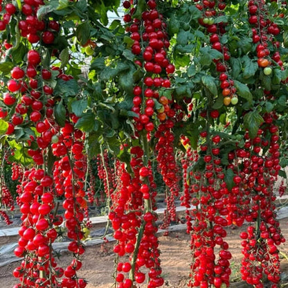 A garden displaying numerous vibrant red tomatoes hanging from the branches under green foliage.