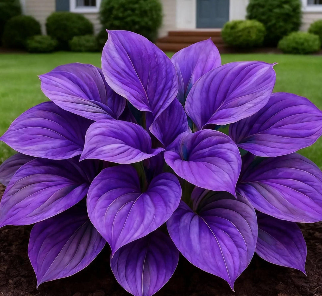 Close-up of vibrant purple hosta plant with a blurred garden background