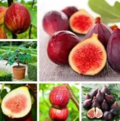 Collage of figs in various stages of ripeness with a garden background.