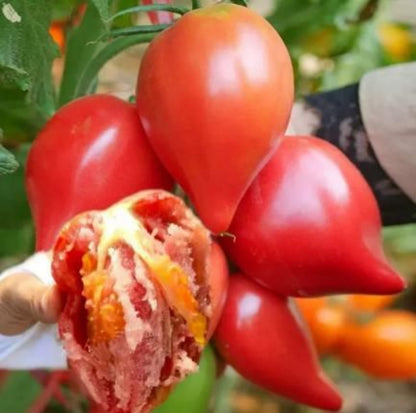 Close-up of a cluster of red tomatoes with one cut open, showing seeds and flesh.