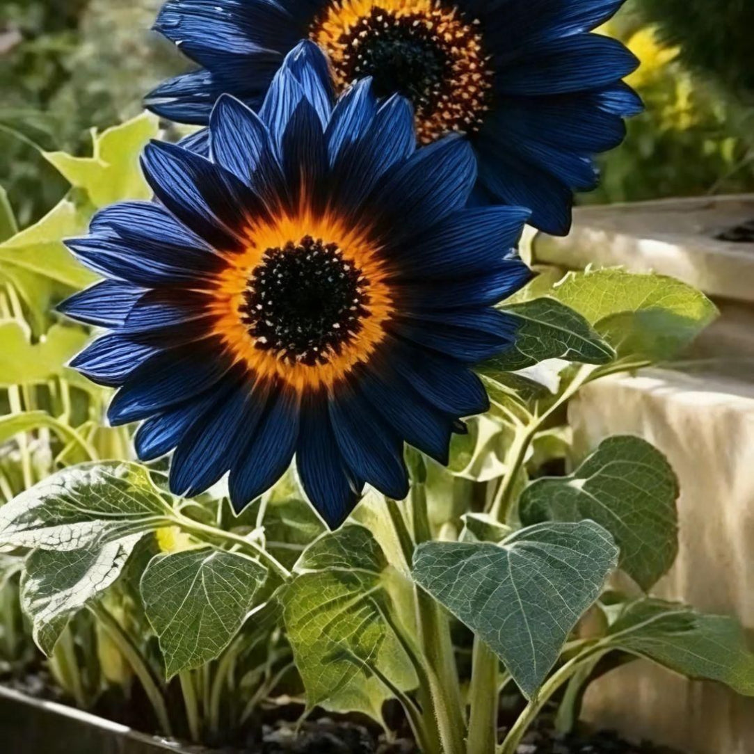 Close-up of a blue flower with a yellow center in a garden setting